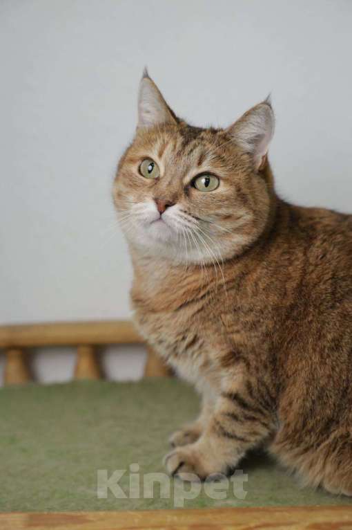 Кошки в Балашихе: Крутая кошка Шейла  Девочка, Бесплатно - фото 1