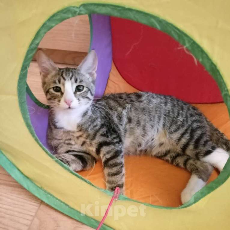 Кошки в Москве: Кошка-подросток Девочка, Бесплатно - фото 7