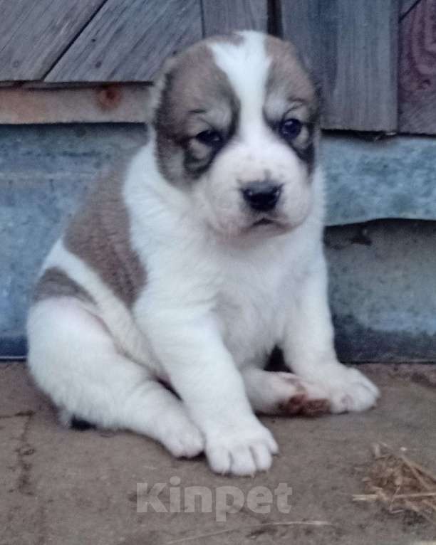 Собаки в Печоре: Щенок САО Мальчик, 40 000 руб. - фото 2