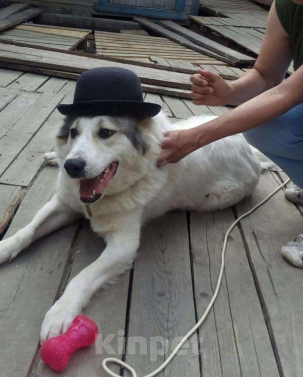 Собаки в Балашихе: Девочка алабай в дар Девочка, Бесплатно - фото 1