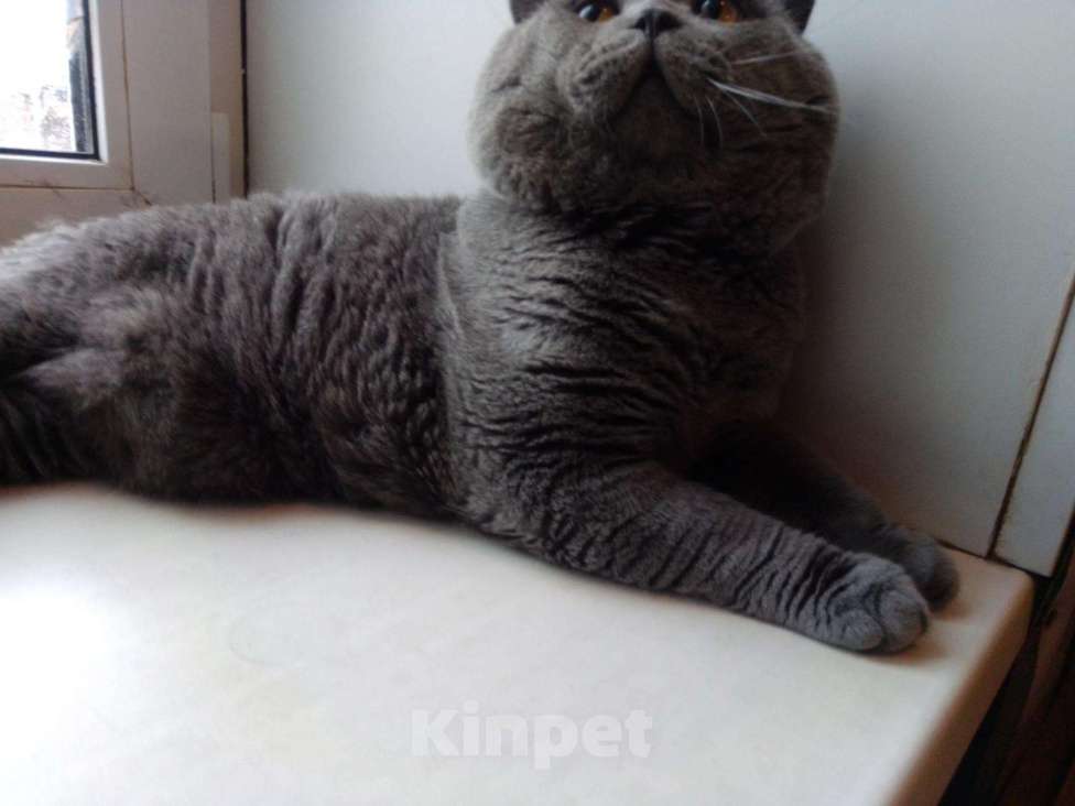 Кошки в Болхове: скоттиш- страйт - кот на вязку, Бесплатно - фото 1