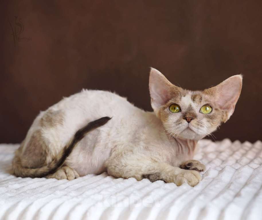 Кошки в Москве: Девон-рекс Девочка арлекин Девочка, 25 000 руб. - фото 2