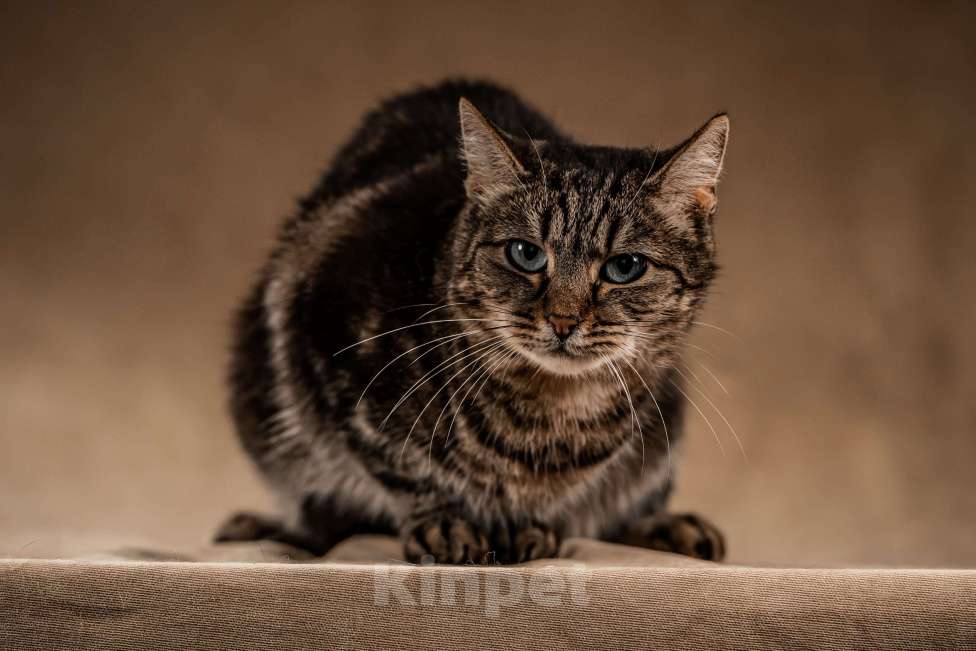 Кошки в Клине: Мурка — своенравная кошечка для истинных ценителей Девочка, Бесплатно - фото 4