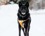 Собаки в Москве: Небольшая черная собачка Эльза в добрые руки Девочка, 1 руб. - фото 3