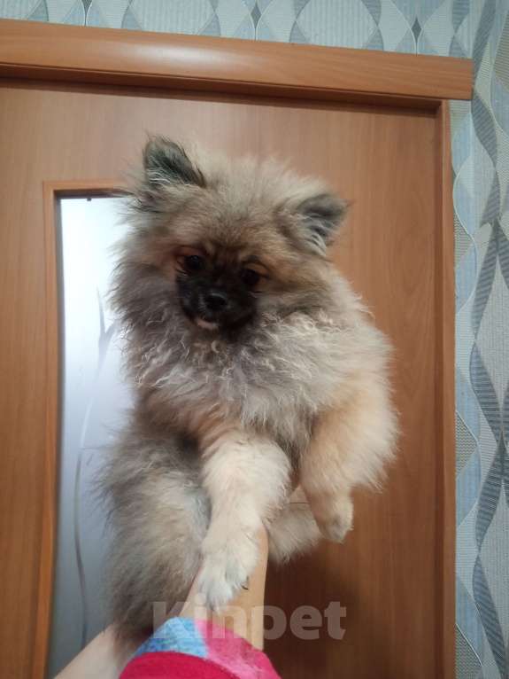 Собаки в Приморско-Ахтарске: Продаю Мальчик, 15 000 руб. - фото 2