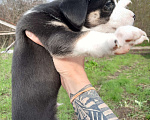 Собаки в Новочеркасске: Метис хаски и стаффора  Мальчик, 8 000 руб. - фото 3