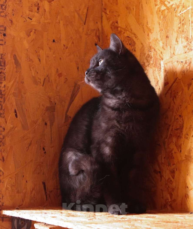 Кошки в Москве: Котик Тимоша в поисках семьи Мальчик, Бесплатно - фото 4