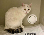 Кошки в Москве: Белочка ищет дом Девочка, Бесплатно - фото 1