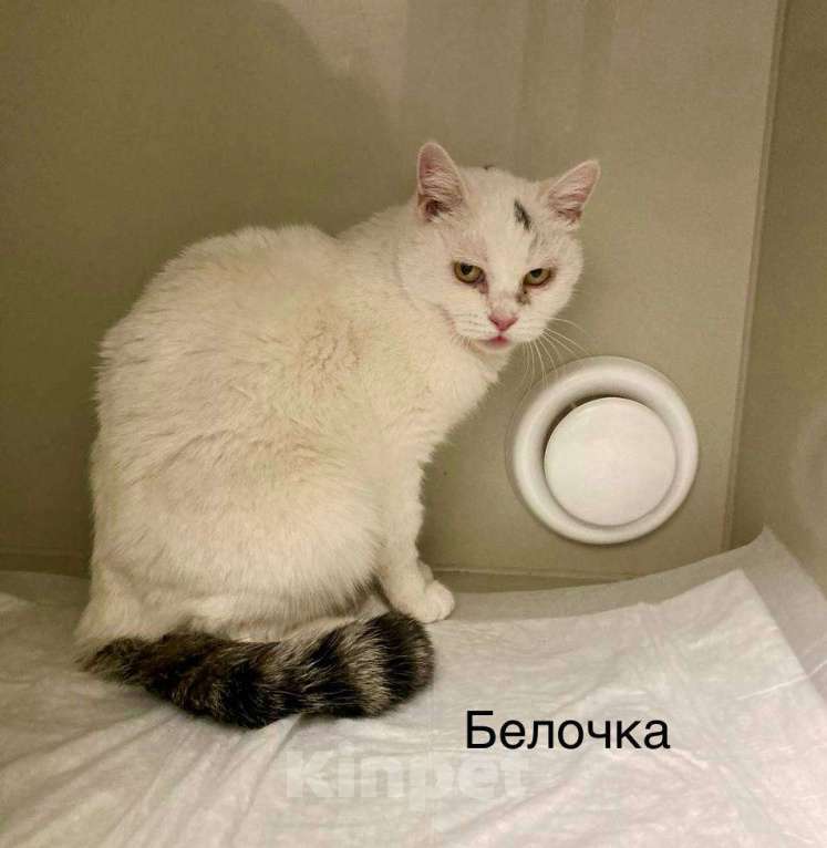 Кошки в Москве: Белочка ищет дом Девочка, Бесплатно - фото 1