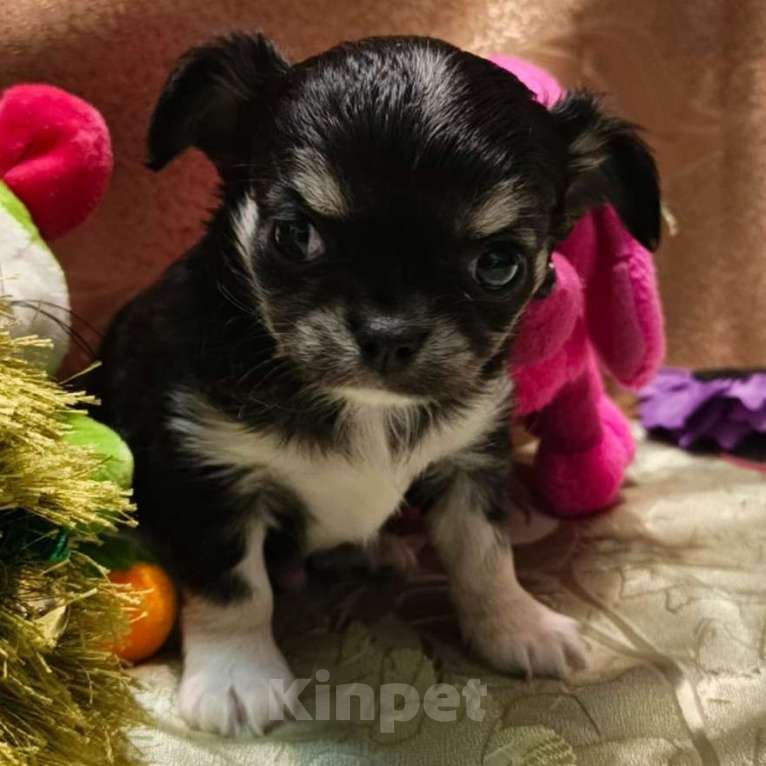 Собаки в Москве: Чихуахуа мальчик  Мальчик, 17 000 руб. - фото 2