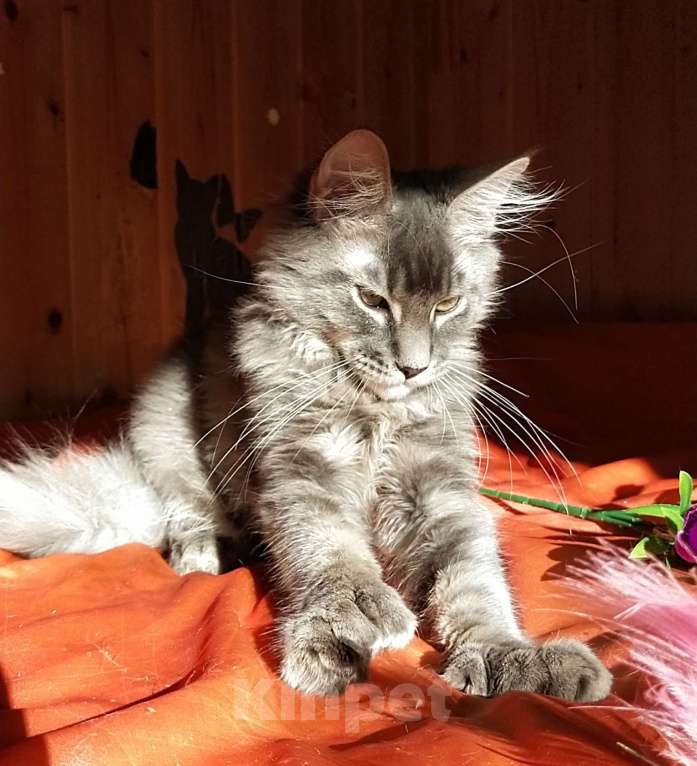 Кошки в Челябинске: КОТЕНОК МЕЙН-КУН ПОЛИДАКТ Мальчик, Бесплатно - фото 8