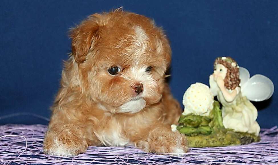 Собаки в Москве: Щенок Мальтипу - небольшая девочка. Девочка, 120 000 руб. - фото 4