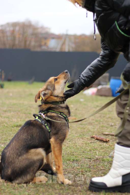 Собаки в Серпухове: Джерри.  Молодая собака для вольера. Девочка, Бесплатно - фото 7