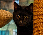 Кошки в Москве: Черный кот Ферми Мальчик, Бесплатно - фото 6