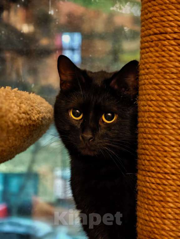 Кошки в Москве: Черный кот Ферми Мальчик, Бесплатно - фото 6