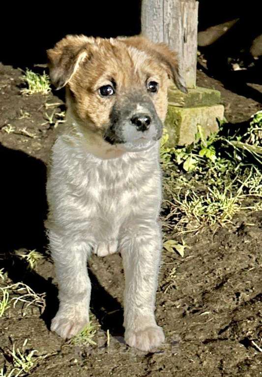 Собаки в Ногинске: Щенок мальчик в добрые руки Мальчик, Бесплатно - фото 3