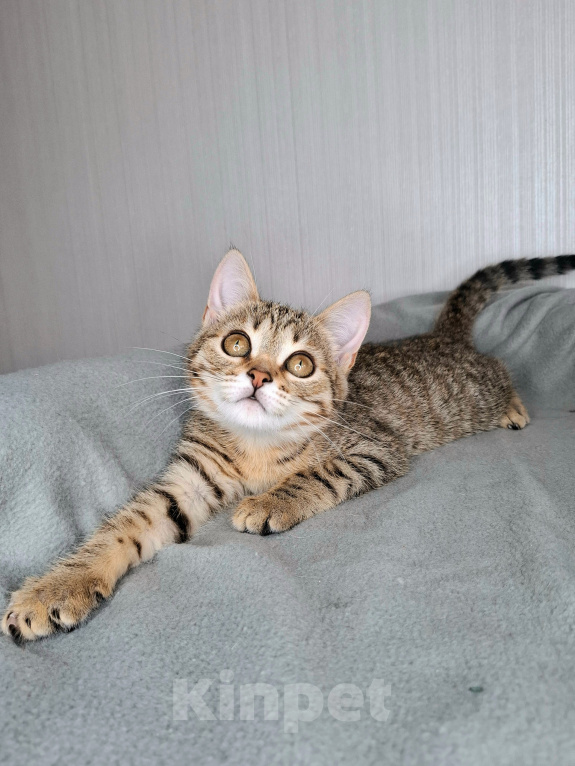 Кошки в Москве: Коричневая малышка в добрые руки Девочка, Бесплатно - фото 9
