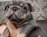 Собаки в Краснодаре: Французский бульдог Мальчик, 70 000 руб. - фото 5