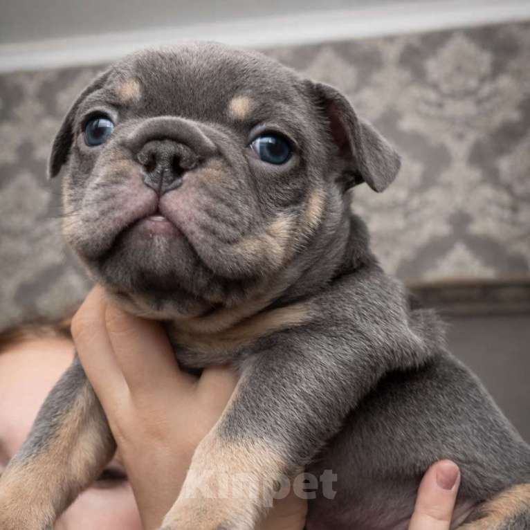 Собаки в Краснодаре: Французский бульдог Мальчик, 70 000 руб. - фото 5