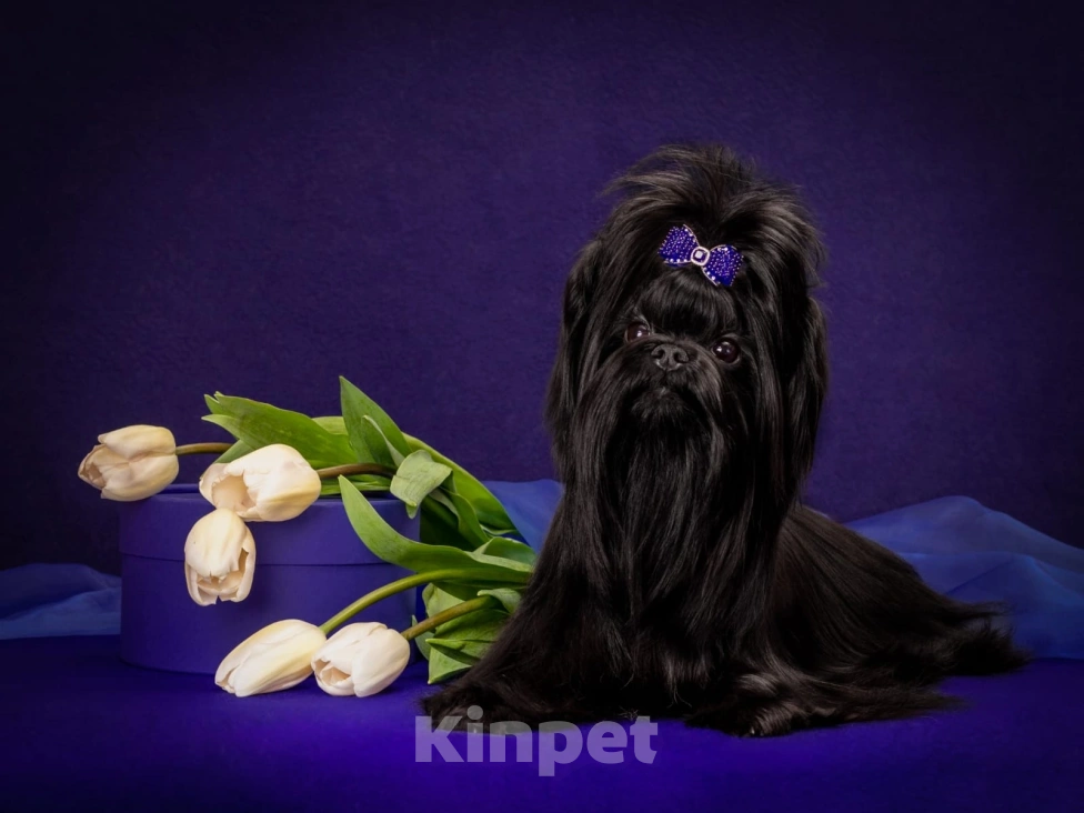 Собаки в Москве: Цветной Йорк чёрного окраса Мальчик, 60 000 руб. - фото 3