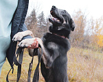Собаки в Зеленограде: Арчи ищет дом Мальчик, Бесплатно - фото 6