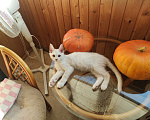 Кошки в Долгопрудном: Крем на серебре мейн-кун  Мальчик, 60 000 руб. - фото 4