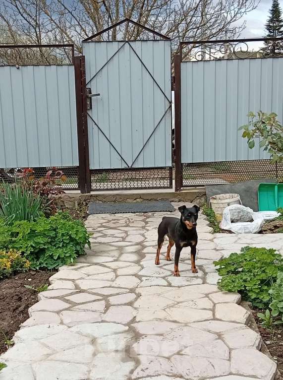 Собаки в других городах Краснодарского края: В добрые руки Девочка, Бесплатно - фото 1