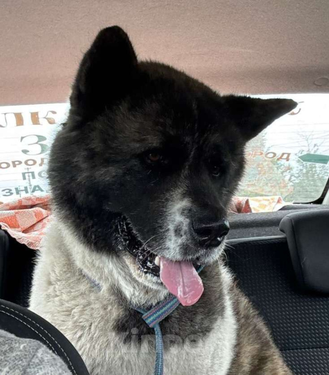 Собаки в других городах Ленинградской области: Очень красивый молодой  кобель Мальчик, Бесплатно - фото 2