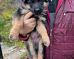 Собаки в Нижнем Новгороде: Щенки немецкой овчарки Девочка, Бесплатно - фото 4
