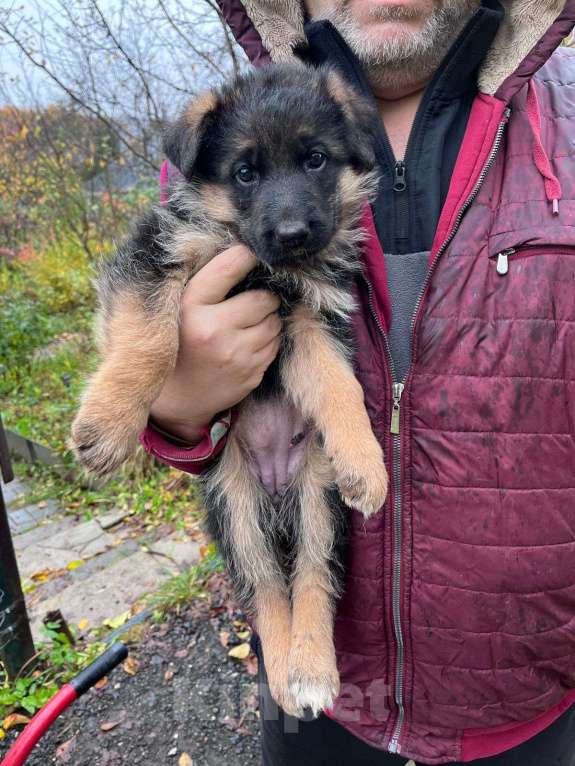 Собаки в Нижнем Новгороде: Щенки немецкой овчарки Девочка, Бесплатно - фото 4