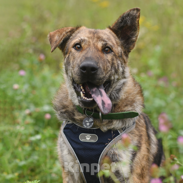 Собаки в Москве: Тигра Девочка, Бесплатно - фото 1