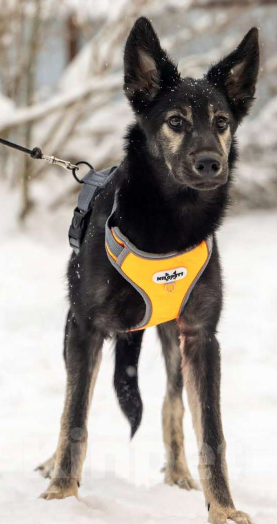 Собаки в Москве: Щенки в поиске дома! Срочно Мальчик, Бесплатно - фото 9