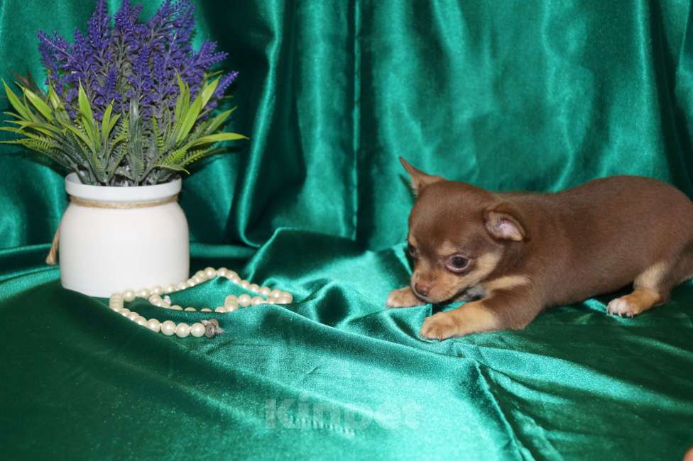 Собаки в Москве: Девочка чихуахуа Девочка, 35 000 руб. - фото 4