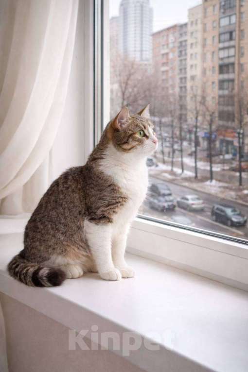 Кошки в Москве: Кошечка Юкки Девочка, 1 руб. - фото 4