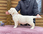 Собаки в Москве: Щенки Золотистого ретривера Мальчик, 110 000 руб. - фото 3