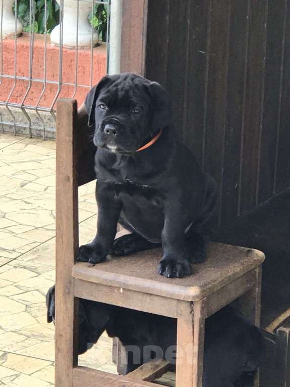 Собаки в Краснодаре: Щенок кане корсо от Чемпионов  Мальчик, 200 000 руб. - фото 5