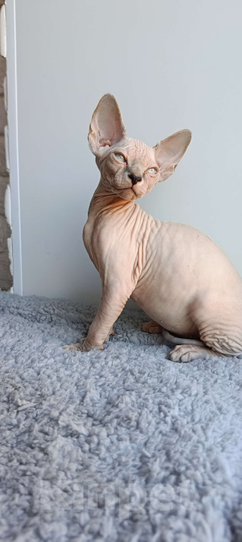 Кошки в Нефтекамске: Котенок Эльф- страйт!  Мальчик, 25 000 руб. - фото 3