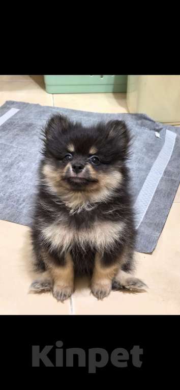 Собаки в других городах Крыма: Продам мальчика щенка шпица Мальчик, 18 000 руб. - фото 1