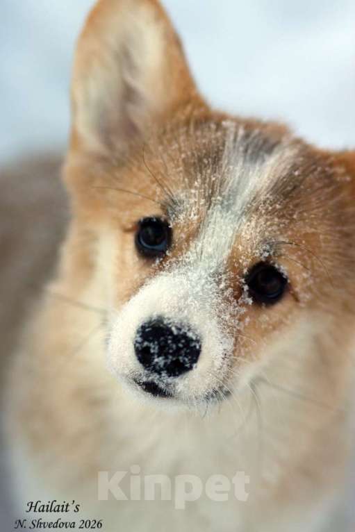 Собаки в Москве: вельш корги пемброк Девочка, 40 000 руб. - фото 1