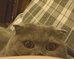 Кошки в Омске: Отдам в добрые руки! кошку Девочка, 500 руб. - фото 3