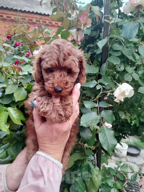 Собаки в Краснодаре: Той девочка  Девочка, 120 000 руб. - фото 2