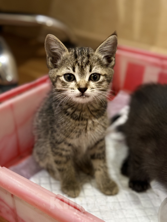 Кошки в Барнауле: Котята в добрые руки Мальчик, Бесплатно - фото 2