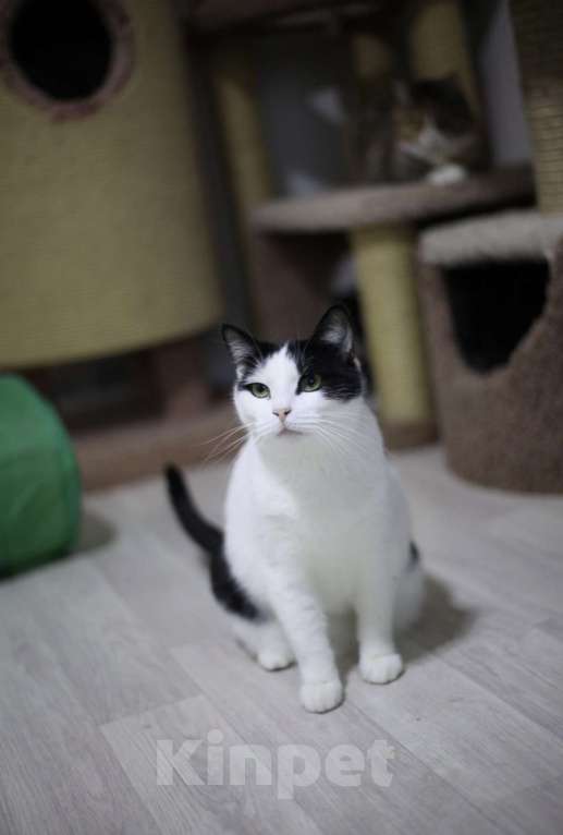 Кошки в Санкт-Петербурге: Рэй из приюта Мальчик, Бесплатно - фото 5