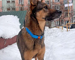 Собаки в Москве: Молодой пес Кирил,  верный, добрый друг в добрые руки Мальчик, 10 руб. - фото 2