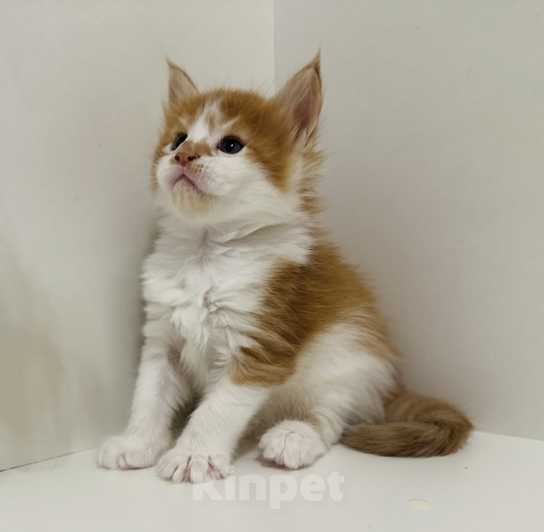 Кошки в Москве: Котята мейн кун Девочка, 60 000 руб. - фото 1