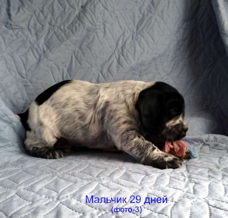 Собаки в Белгороде: Щенок русского охотничьего спаниеля (мальчик). Мальчик, 8 000 руб. - фото 3