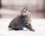 Кошки в Одинцово: котенок в дар Мальчик, 10 руб. - фото 5