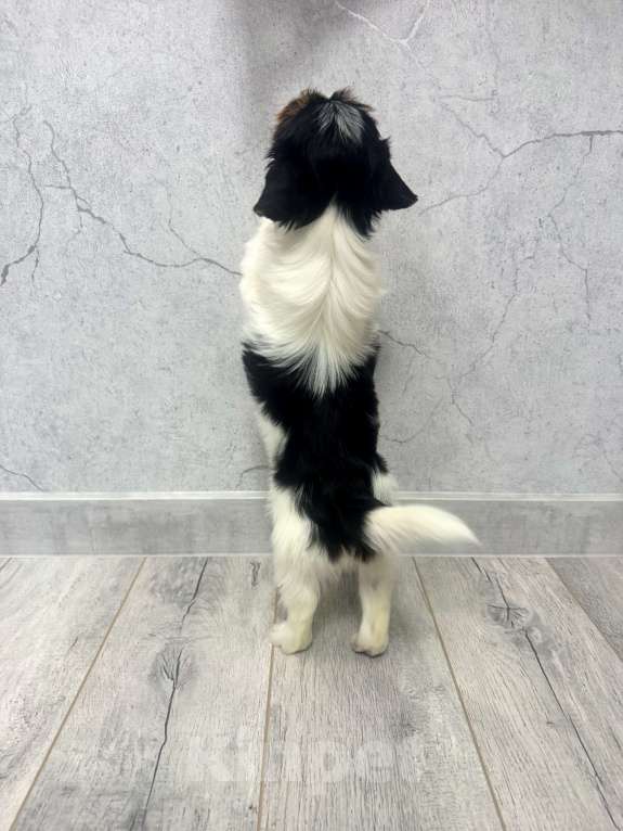 Собаки в Омске: Бивер-йоркширский терьер, щенок девочка Девочка, 60 000 руб. - фото 8