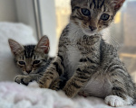 Кошки в Санкт-Петербурге: 🐾 Три маленьких сердца ищут свой дом Мальчик, Бесплатно - фото 3