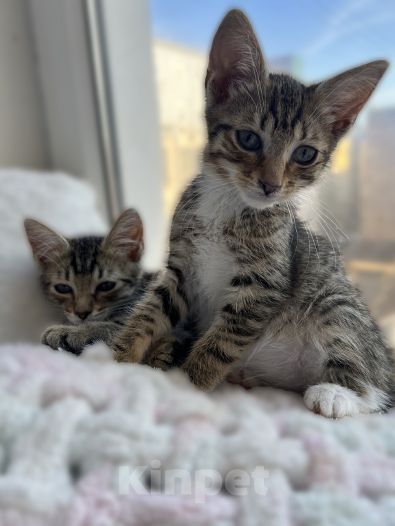 Кошки в Санкт-Петербурге: 🐾 Три маленьких сердца ищут свой дом Мальчик, Бесплатно - фото 3